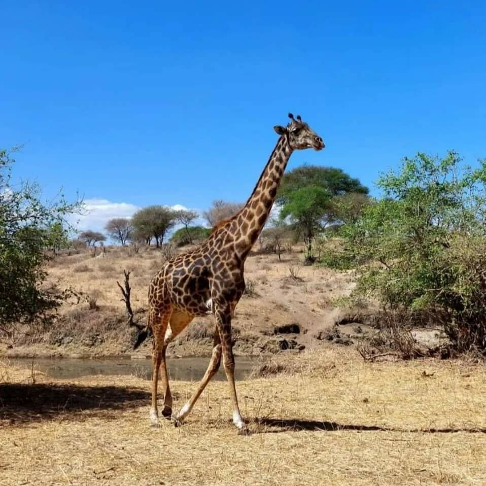 4 Jours Safari Privé à Tarangire Serengeti et Ngorongoro